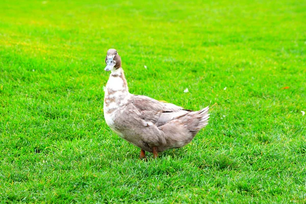 Egy nagy szürke bolyhos kacsa áll egy zöld gyepen tavasszal, nyáron. Baromfi egy farmon a faluban. Vízimadár, sárkány, élelmiszer, vadászat — Stock Fotó