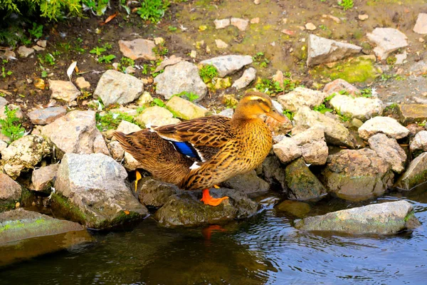 Large yellow duck is walking on the green lawn. Poultry, farm in the village. Waterfowl birds, Duck meat, food. Bird hunting.