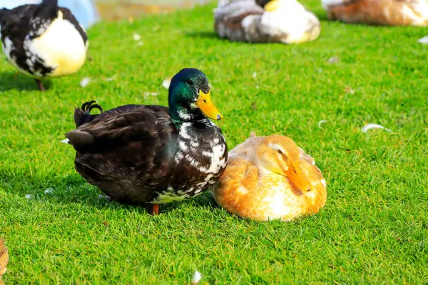 Une famille de canards moelleux, un grand drake noir et un canard jaune sont assis sur une pelouse verte, printemps, été. Volaille dans une ferme du village. Oiseaux aquatiques, nourriture, chasse — Photo
