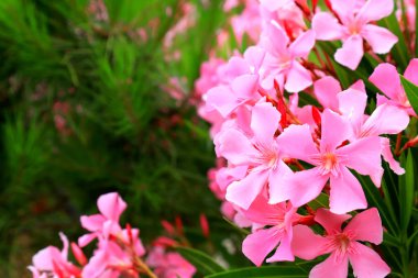 Pembe zakkum ağacının narin çiçekleri, Nerium zakkum, baharda çiçek açtı. Cornel Apocynaceae ailesinden küçük bir ağaç, bahçe bitkisi. Pembe yaz zakkum arka planı