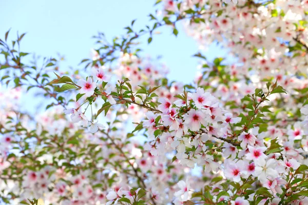 美丽的白色和粉红色的樱花绽放在树枝上 樱桃果树特写 浪漫柔和的花 自然的春天背景 盛开的樱花 文字空间 — 图库照片