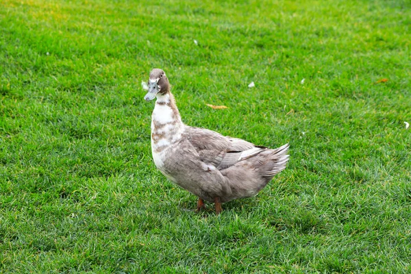 Large Green Fluffy Duck Stands Green Lawn Poultry Farm Village — Stock Photo, Image