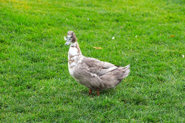 Grand Canard Pelucheux Vert Dresse Sur Une Pelouse Verte Ferme — Photo