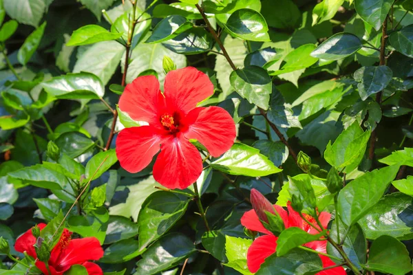 緑の葉を背景に美しい繊細な赤ハイビスカス 中国のバラ 花を咲かせます 夏の庭に咲くハイビスカス Rosa Sinensis — ストック写真