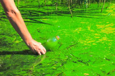 Çevre ve su kaynaklarının küresel kirliliği. Bir adam analiz için şişede yeşil su topluyor. Su çiçeği, fitoplankton üretimi, göldeki algler, nehir, kötü ekoloji.