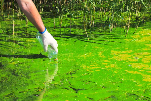 Global pollution of the environment and water bodies. A man collects green water in a bottle for analysis. Water bloom, reproduction of phytoplankton, algae in the lake, river, poor ecology
