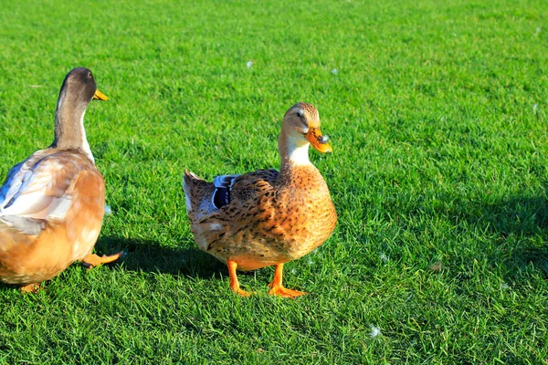 Large yellow ducks are walking on the green lawn. Poultry, farm in the village. Big waterfowl birds, Duck meat, food. Bird hunting.