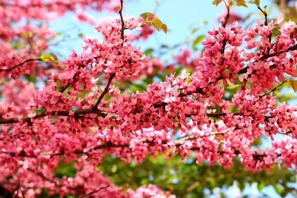 Delicate pink flowers of small Cercis tree blossoms in the spring garden. Beautiful scarlet, red buds. Judas tree, Cercis siliquastrum. Pink background