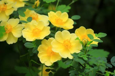 İlkbaharda çalıların dallarında güzel sarı çiçekler açtı. Çiçek açan ağaç yazın kapanıyor. Peyzaj için bahçe süsleri.