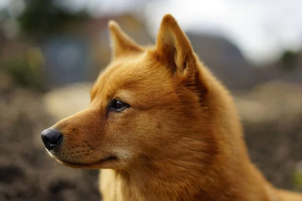 Карело-Финская лайка, охотничья собака . — стоковое фото