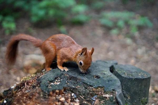Ormanda sincap. Pavlovsk parkta