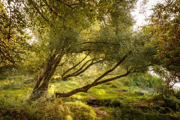 bent trees in the rising sun