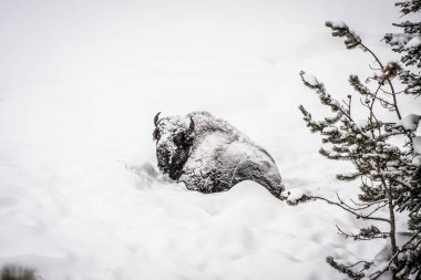 Bison in snow clipart