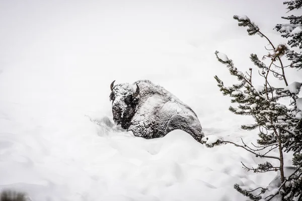 雪の中でバイソン — ストック写真