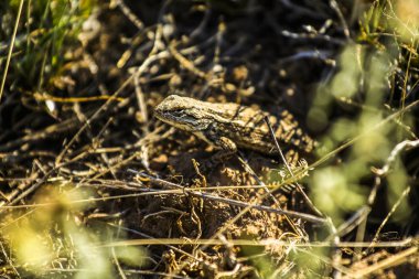 Boynuzlu kertenkele çim