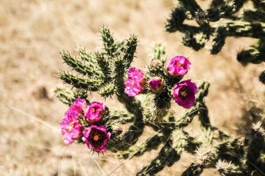 pembe kaktüs çiçeği