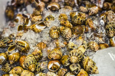 Whelks buz