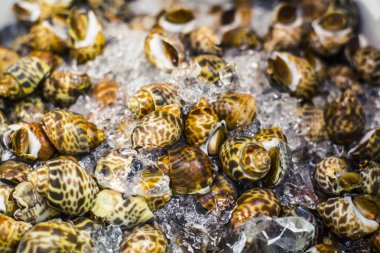 Whelks buz