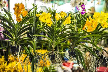 Birçok asılı orkide