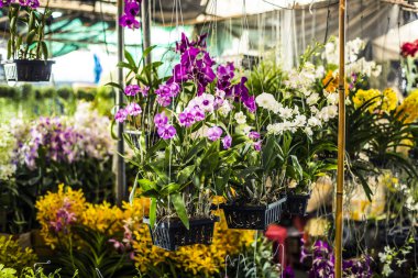 Birçok asılı orkide