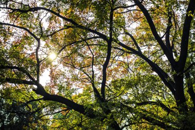 Renkli sonbahar yaprakları