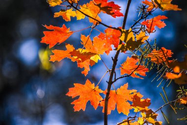 Sonbahar yaprakları renk ile
