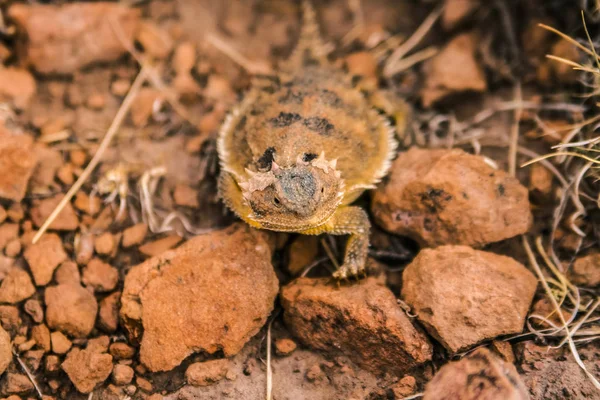 Horny Toad på rock — Stockfoto