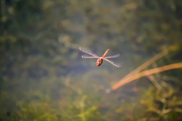 Libélula no ar — Fotografia de Stock