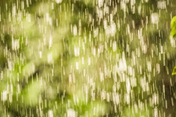 雨与绿 — 图库照片