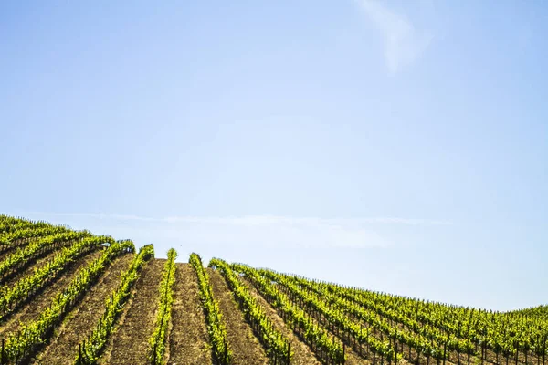 Napa valley vineyard — Stock fotografie