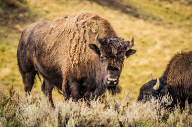 Amerikan bizonu kameraya bakıyor