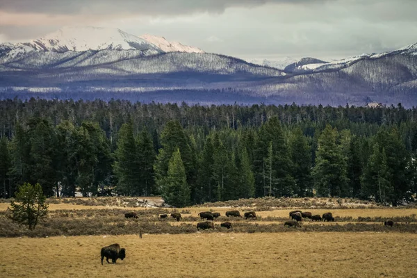 Американский бизон на лугу — стоковое фото