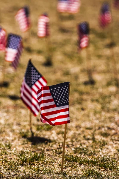 Muitas bandeiras americanas — Fotografia de Stock