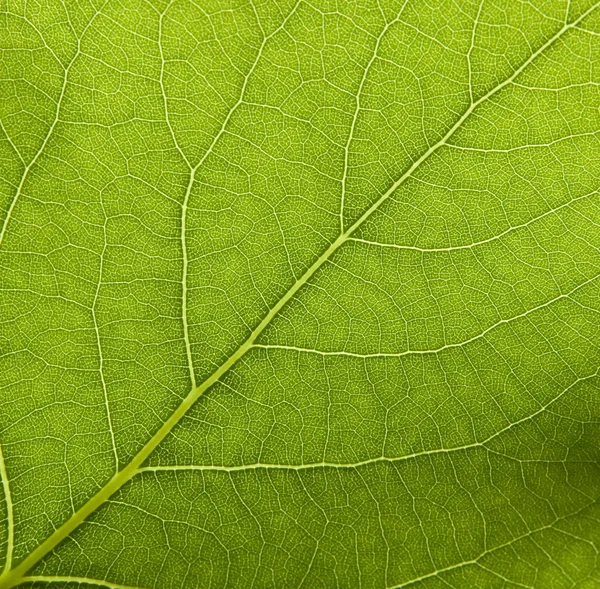 葉の静脈と — ストック写真