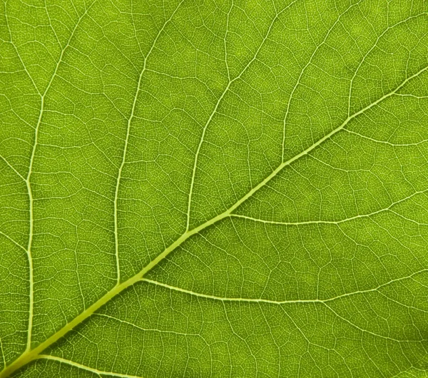 Bladeren met aderen — Stockfoto