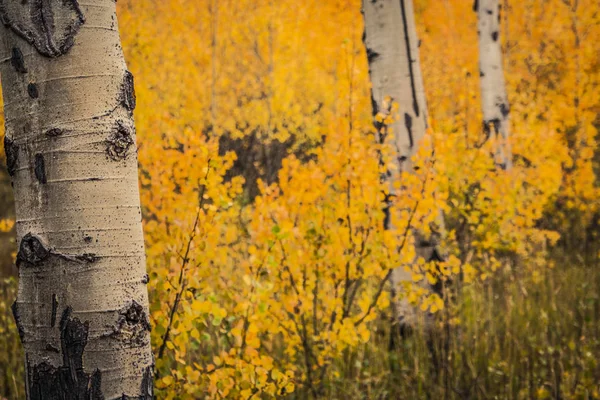 Árvores Aspen com cor — Fotografia de Stock