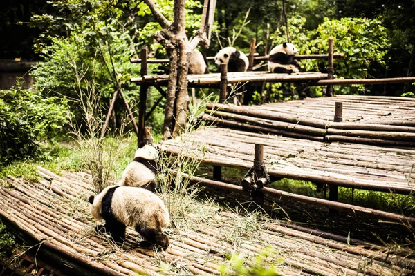 Giant Panda w bambusowym lesie — Zdjęcie stockowe