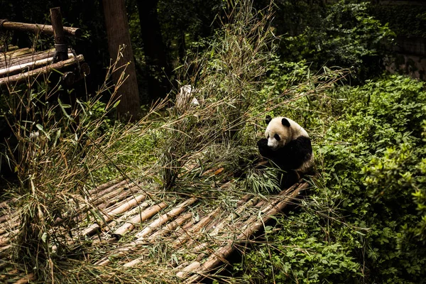 Giant Panda w bambusowym lesie — Zdjęcie stockowe