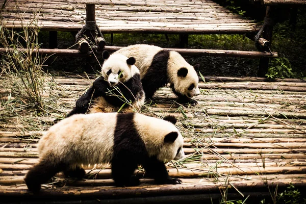 Panda gigante em uma floresta de bambu — Fotografia de Stock