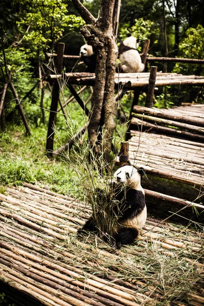 Giant Panda w bambusowym lesie — Zdjęcie stockowe
