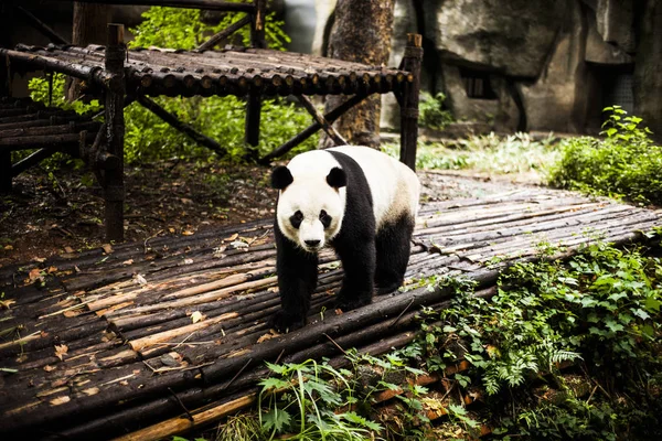 Giant Panda w bambusowym lesie — Zdjęcie stockowe