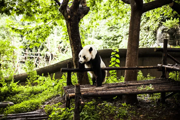 Riesenpanda im Bambuswald — Stockfoto