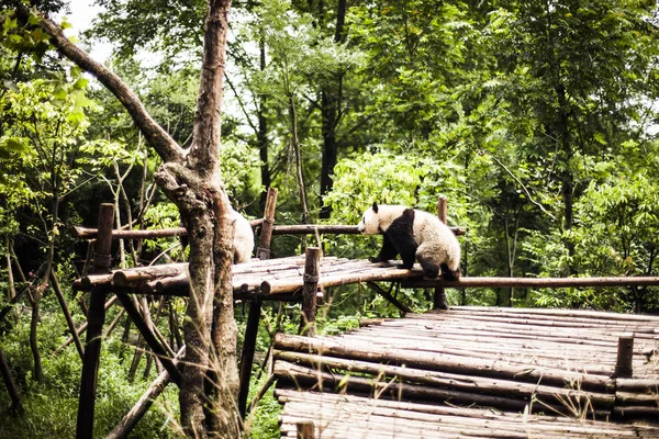 Giant Panda w bambusowym lesie — Zdjęcie stockowe