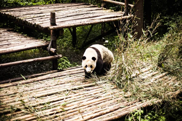 Riesenpanda im Bambuswald — Stockfoto