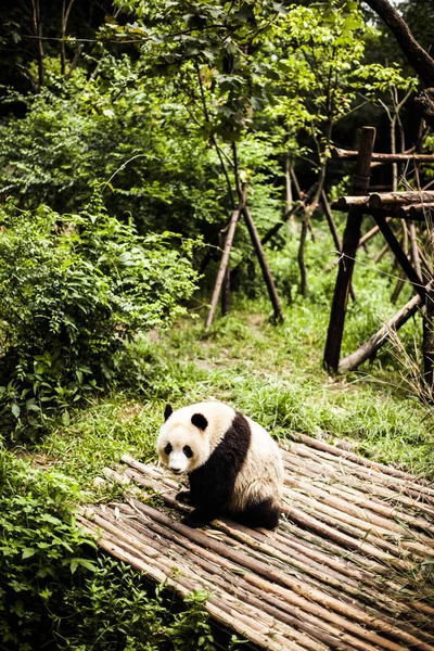 Giant Panda w bambusowym lesie — Zdjęcie stockowe