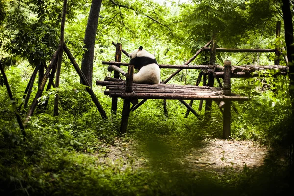 Panda géant dans une forêt de bambous — Photo