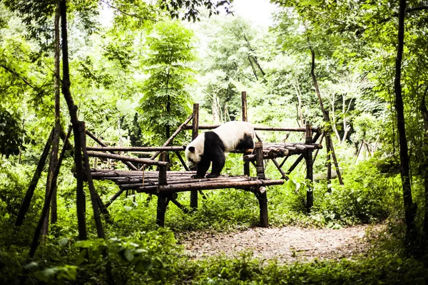 Óriás Panda a bambusz erdőben — Stock Fotó