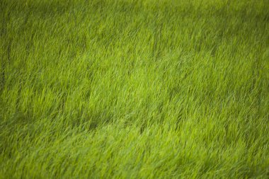 Tayland 'daki pirinç tarlaları