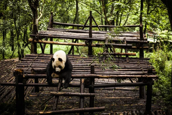 Giant Panda w bambusowym lesie — Zdjęcie stockowe