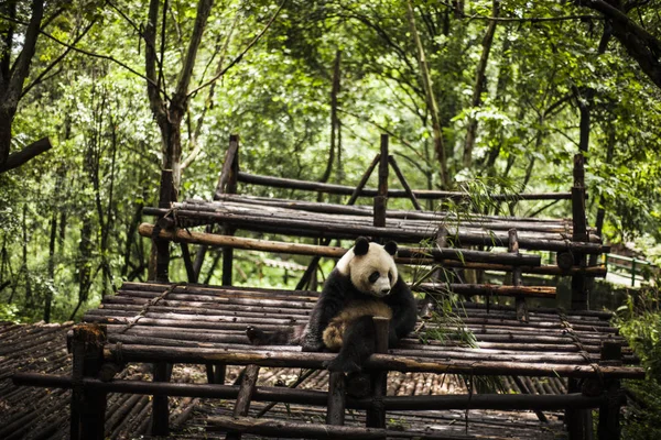 Panda gigante en un bosque de bambú — Foto de Stock